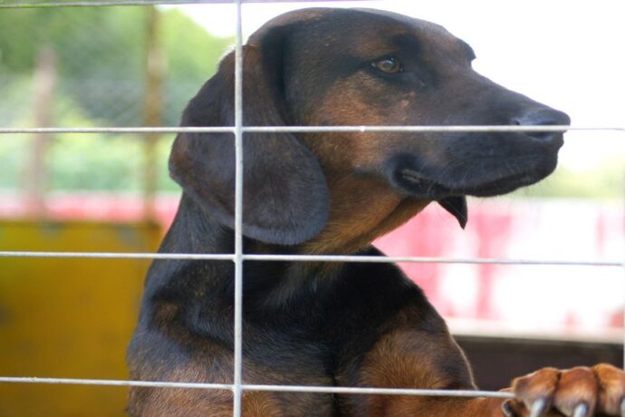 Kolejne schroniaki do adopcji