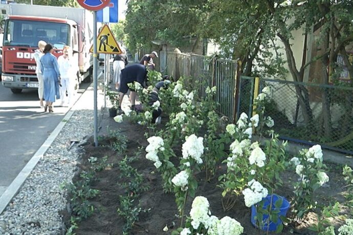 Nasadzenia na Zdrojowej