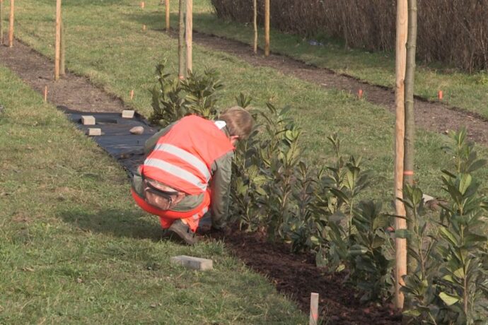 Nowe nasadzenia przy Myśliwskiej