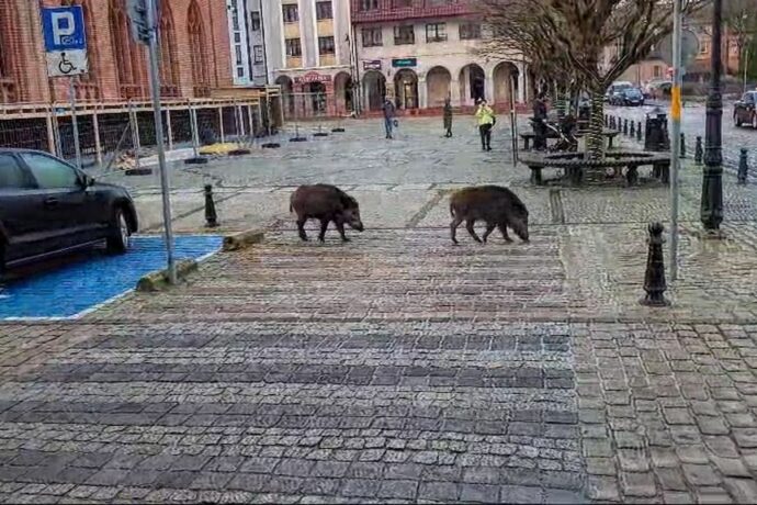 Dziki w mieście