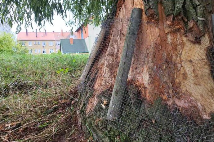 Bobry w mieście