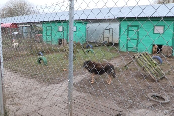 Miasto ogłosiło przetarg na nowe schronisko dla bezdomnych zwierząt