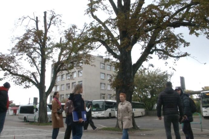 Rusza wycinka kilkunastu drzew