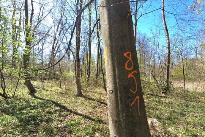 O ochronie drzewostanu i parków