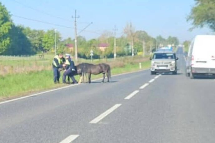 Nietypowa interwencja policjantów