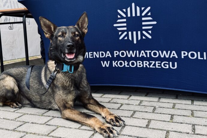 Zordon pomógł odnaleźć zaginionego seniora. Rodzina podziękowała policyjnemu psu