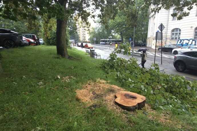 Miasto przebadało drzewa przy Łopuskiego
