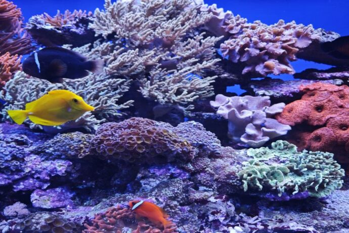 Co dalej z oceanarium?