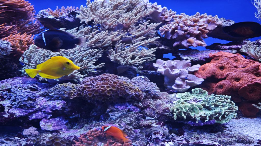 Co dalej z oceanarium?