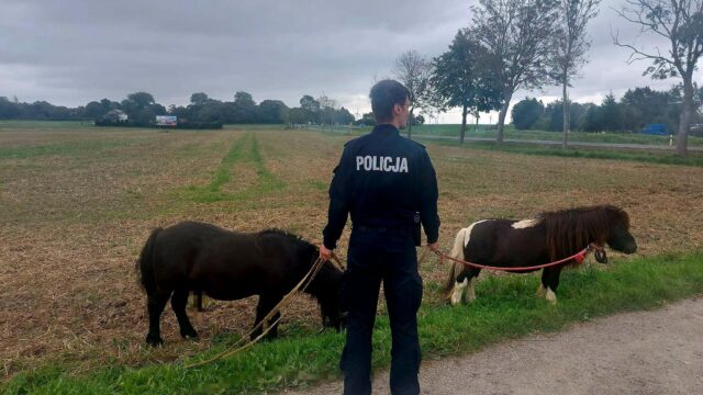 Dwa kuce na drodze. Policjanci ruszyli z pomocą