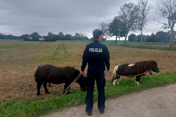 Dwa kuce na drodze. Policjanci ruszyli z pomocą